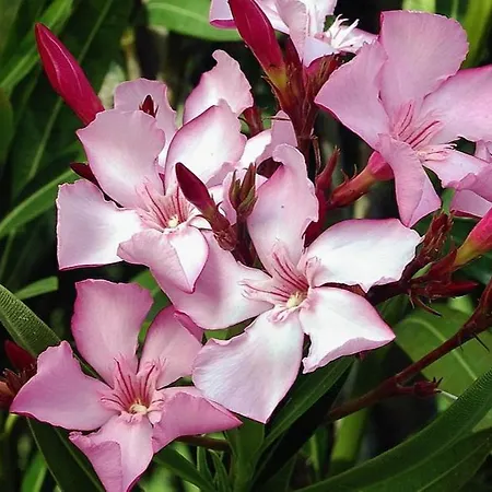 Oleander Hof Lägenhetshotell 4*