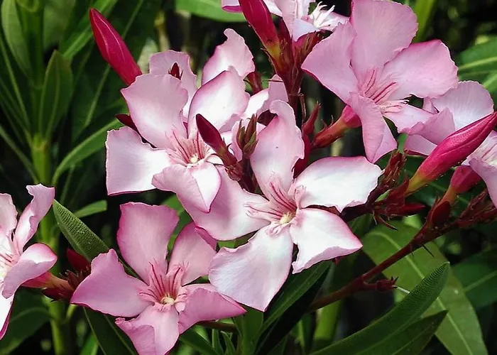 Oleander Hof 公寓式酒店 4*